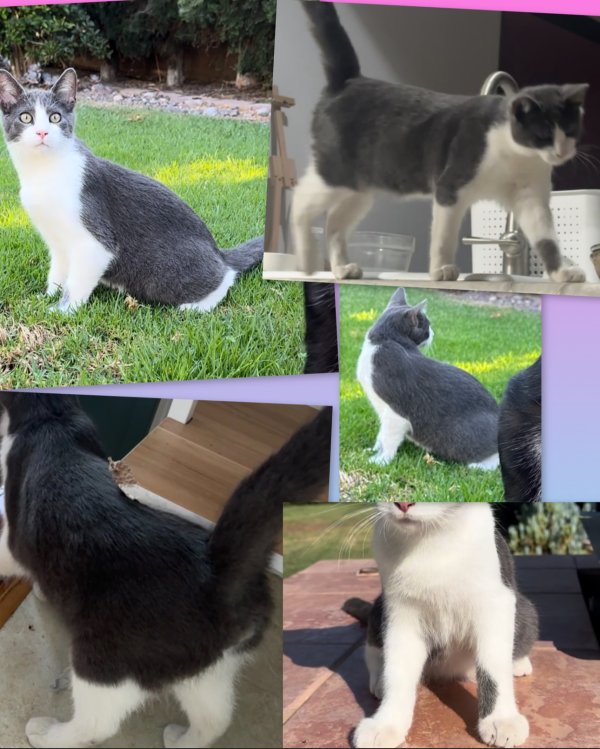 Lost Domestic Short Hair in Downey, CA