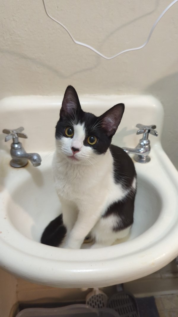 Lost Domestic Short Hair in Santa Cruz, CA