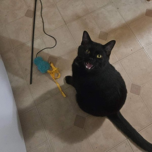 Lost Domestic Short Hair in Illinois