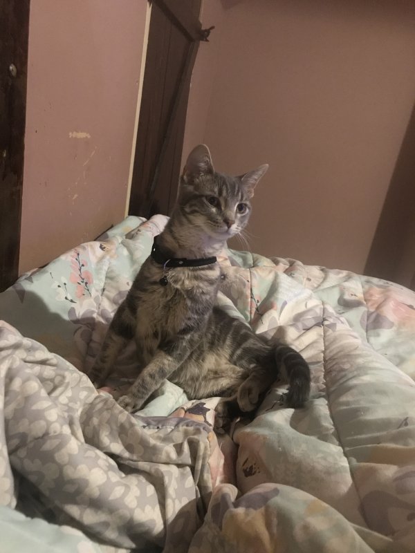 Lost Cat in Detroit, MI