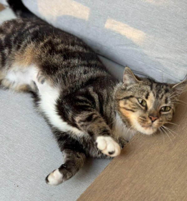 Lost American Shorthair in Alpharetta, GA