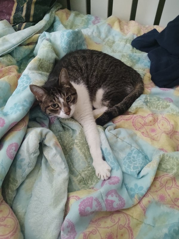 Lost Cat Roxy in Cary, NC (27519) - Tabby Tracker