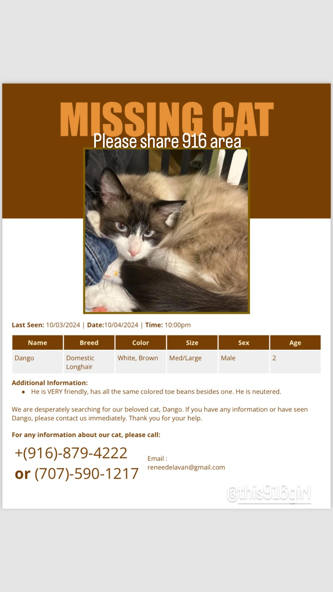 Lost Cat in Sacramento, CA