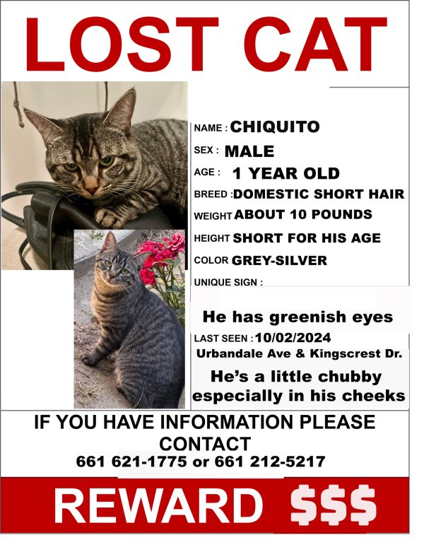 Lost American Shorthair in Santa Clarita, CA