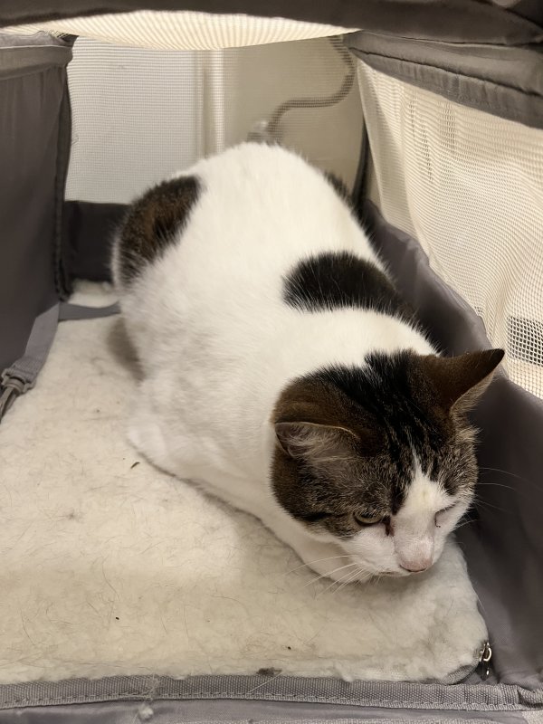 Found American Shorthair in Glenview, IL