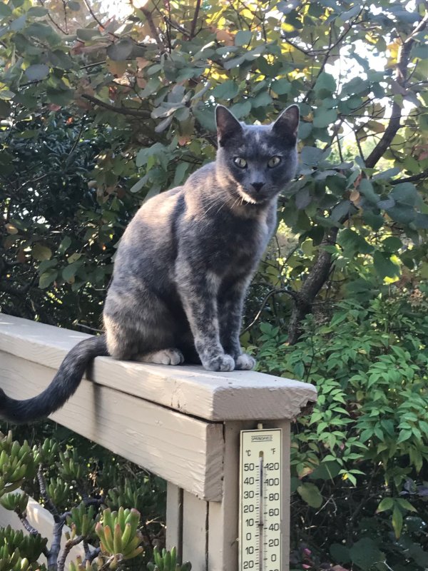 Found Domestic Short Hair in California