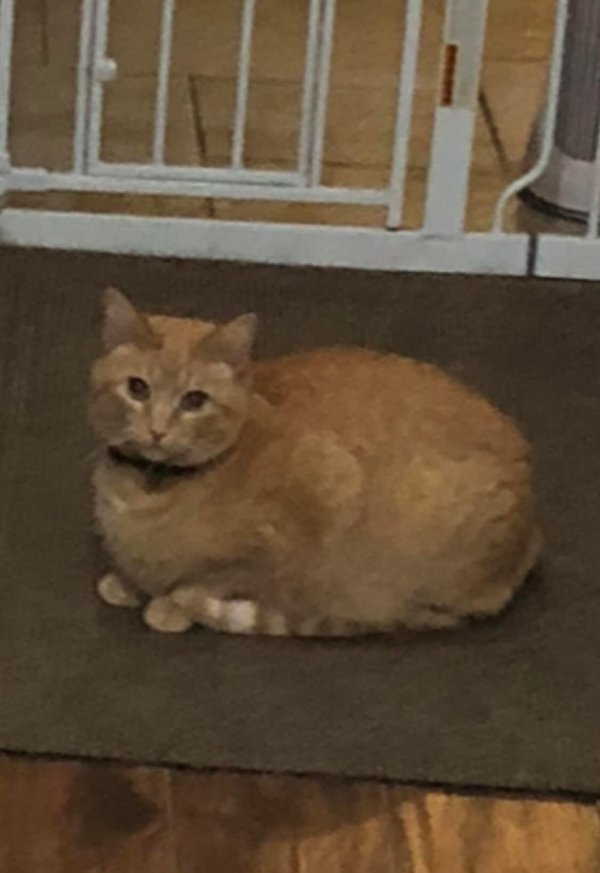 Lost Cat in New Carlisle, OH