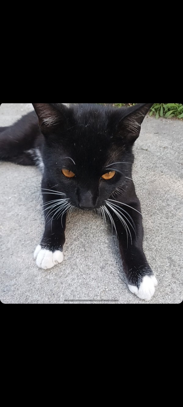 Lost Cat in Norwalk, CA