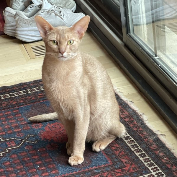 Lost Abyssinian in Illinois