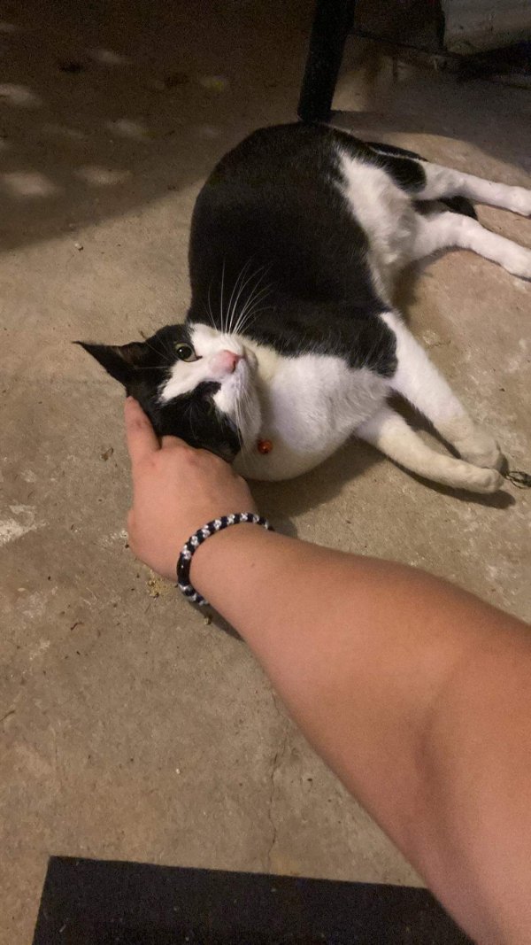 Found Cat in Wilmington, DE