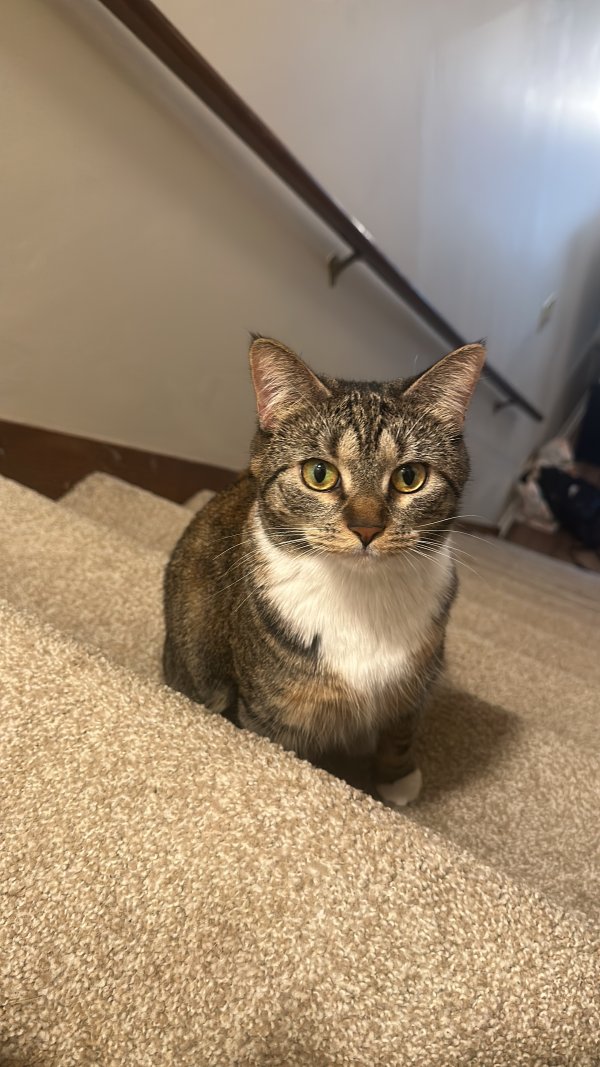 Lost Cat in Canton, MI