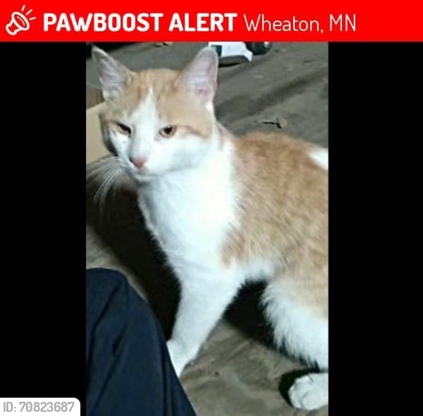 Lost American Shorthair in Wheaton, MN