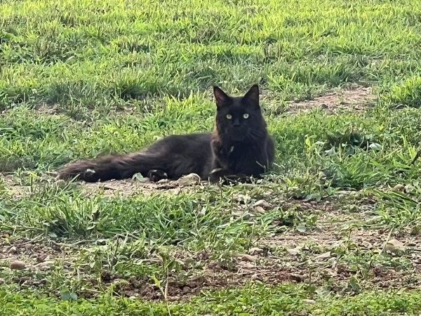 Lost Maine Coon in Ohio