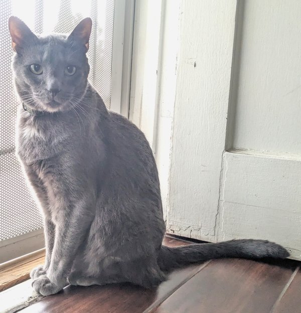 Lost Russian Blue in Norwalk, CA