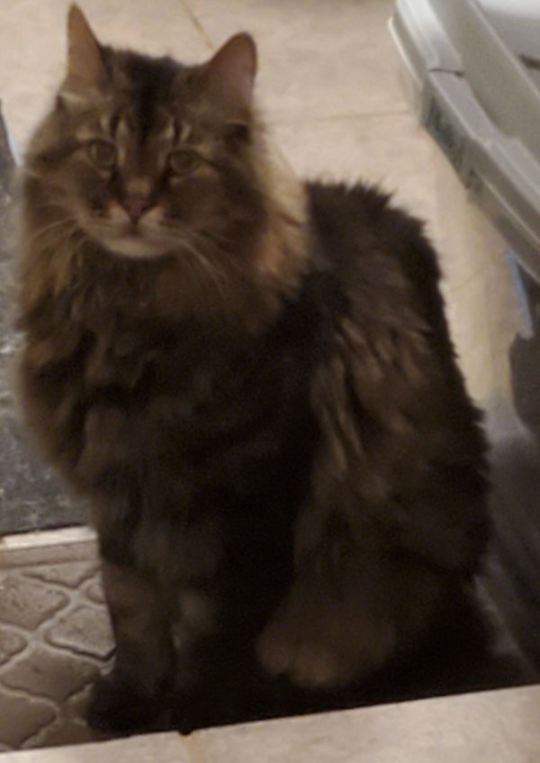 Lost Maine Coon in Wichita, KS