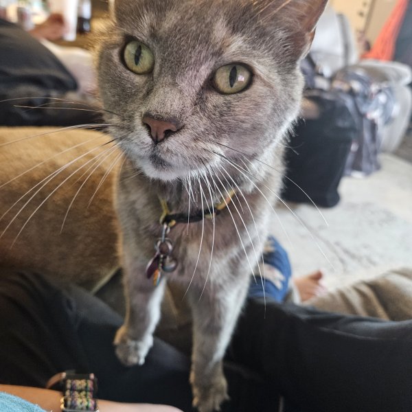 Lost Russian Blue in Ohio