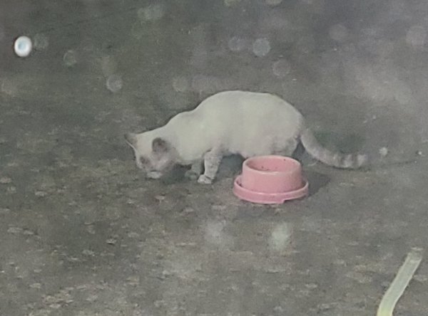 Found American Shorthair in Waco, Texas