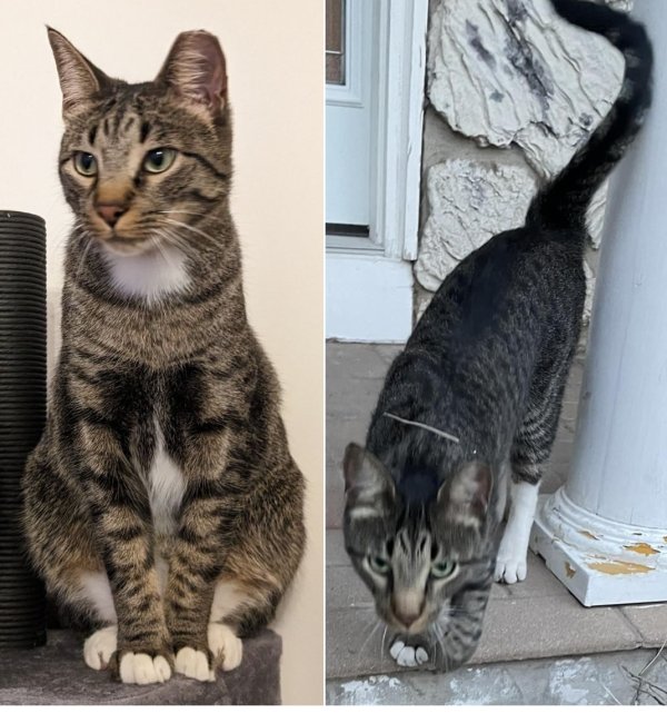 Lost Domestic Short Hair in Buffalo Grove, IL