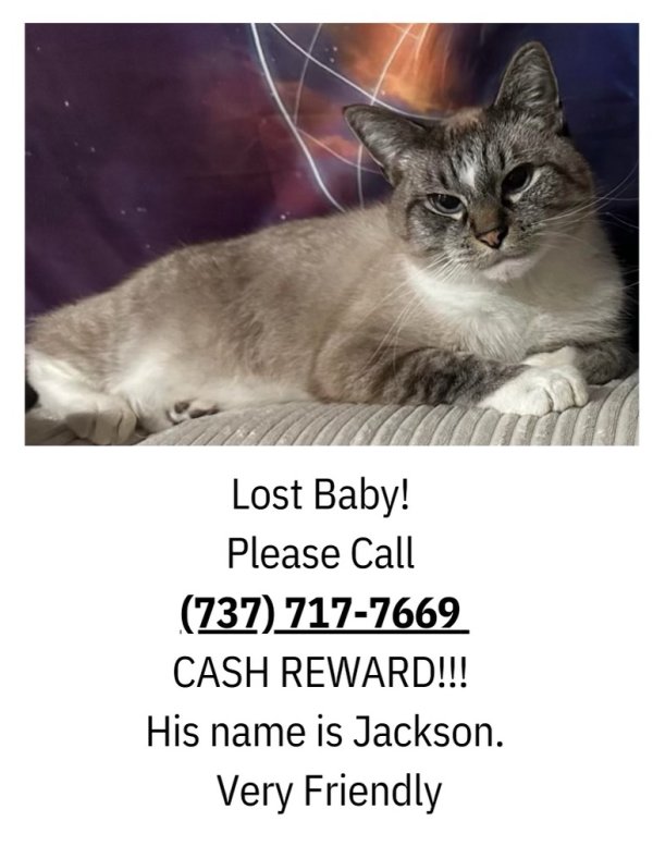 Lost Siamese in Fort Worth, TX