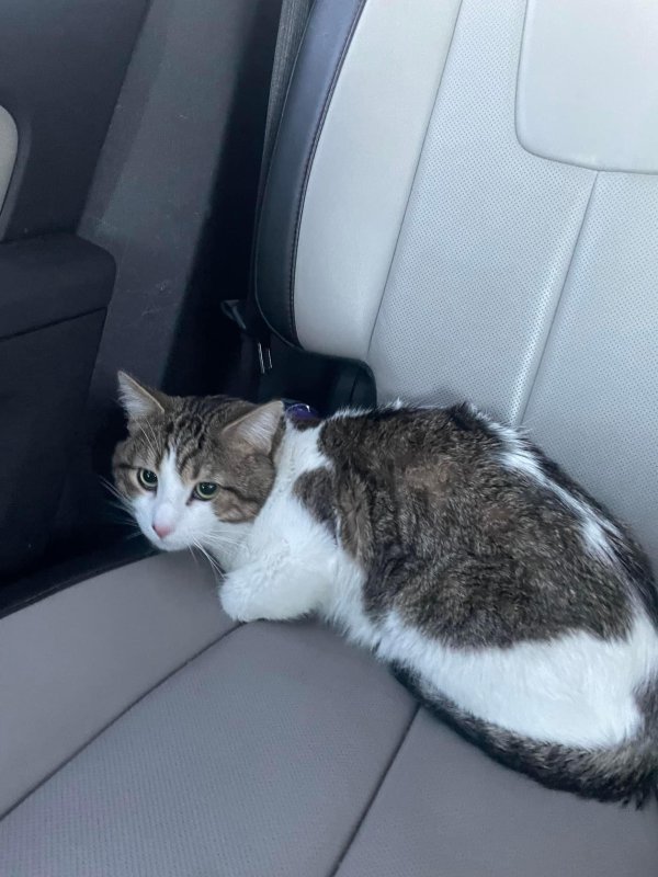 Lost Domestic Short Hair in Rockford, IL