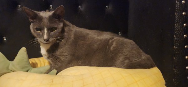 Found Cat in Las Vegas, NV