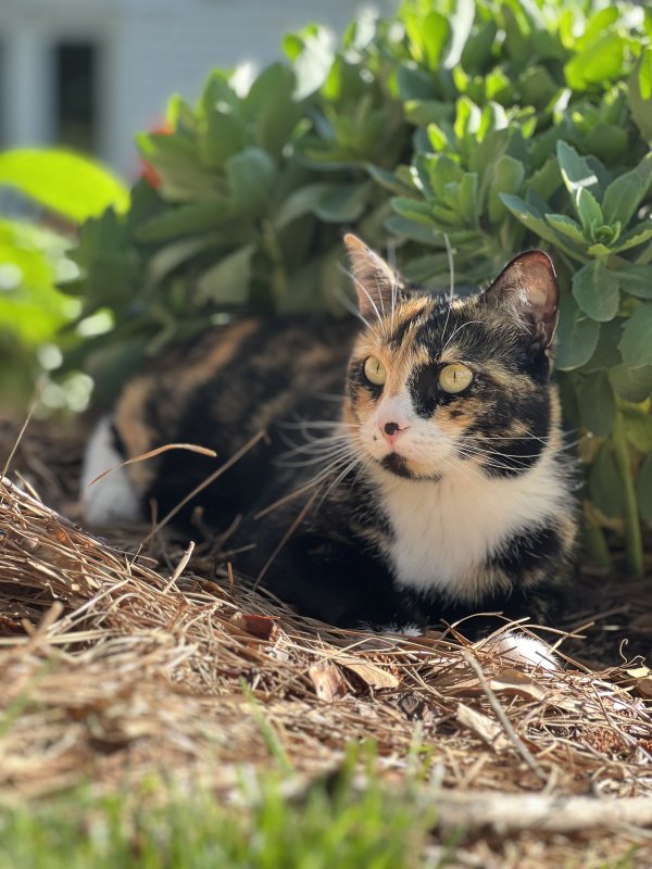 Lost Domestic Short Hair in Roswell, GA