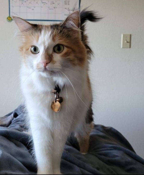 Lost Cat in Kennewick, WA