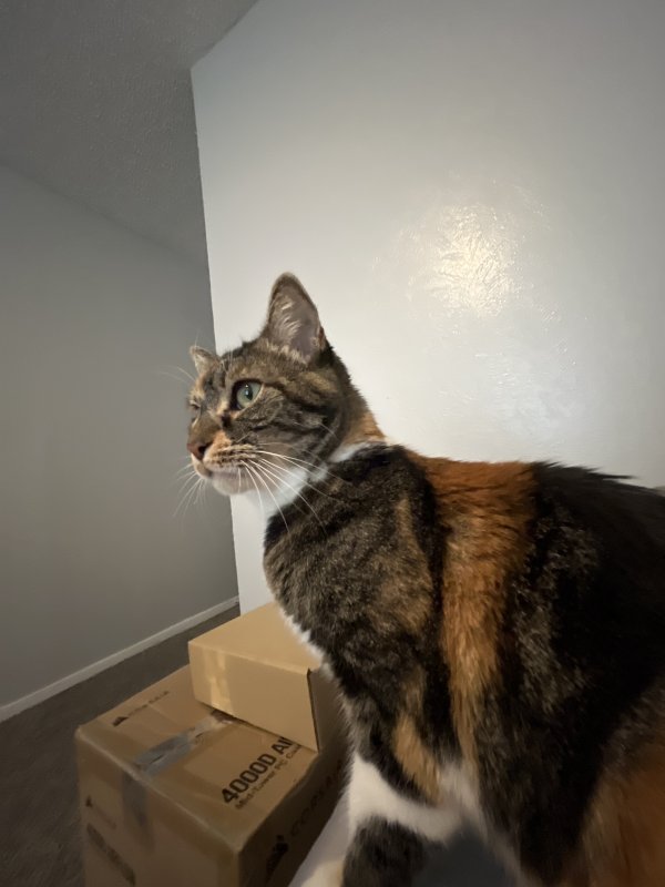 Lost Domestic Short Hair in Texas