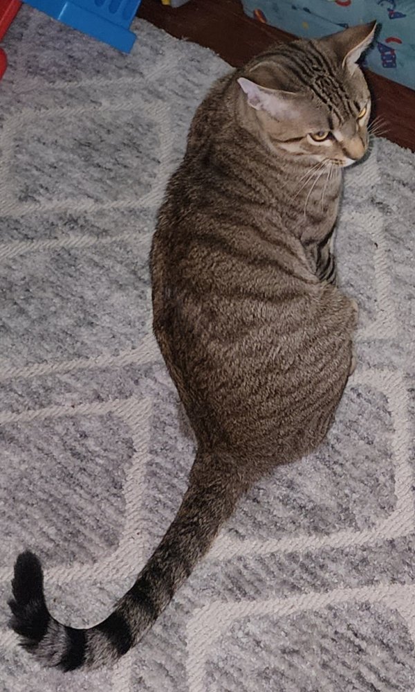 Lost Domestic Short Hair in Rancho Cordova, CA