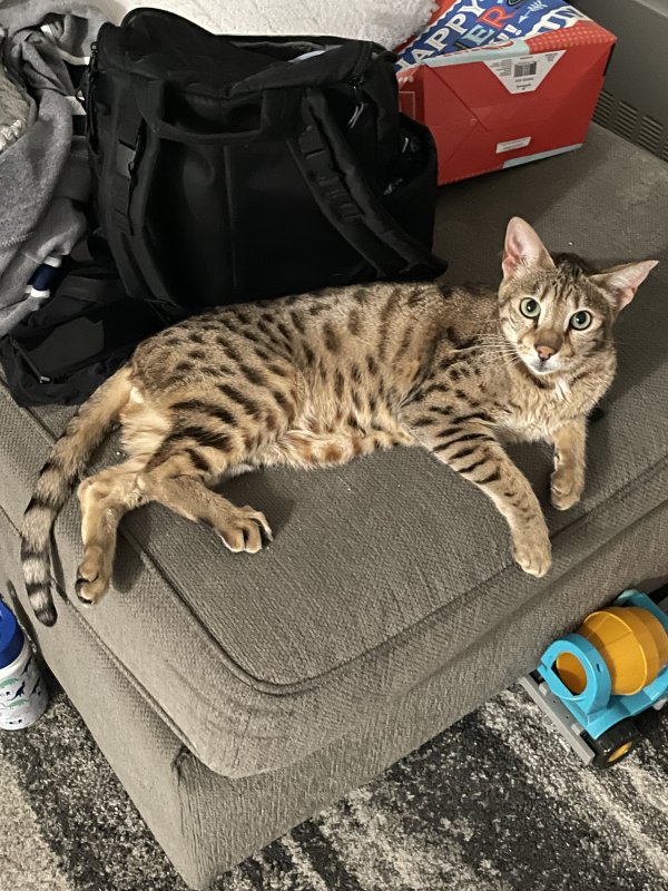 Lost Savannah in Harrison, NY