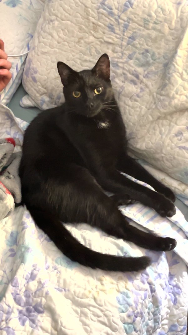 Lost Domestic Short Hair in Frederick, MD