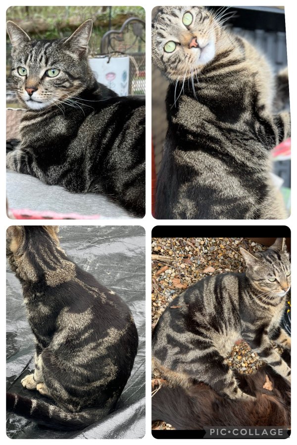 Lost American Shorthair in Lancaster, OH