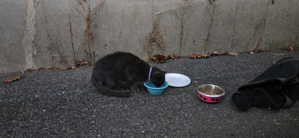 Found Cat in Methuen, MA