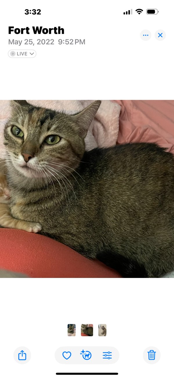 Lost Domestic Short Hair in Dallas, TX