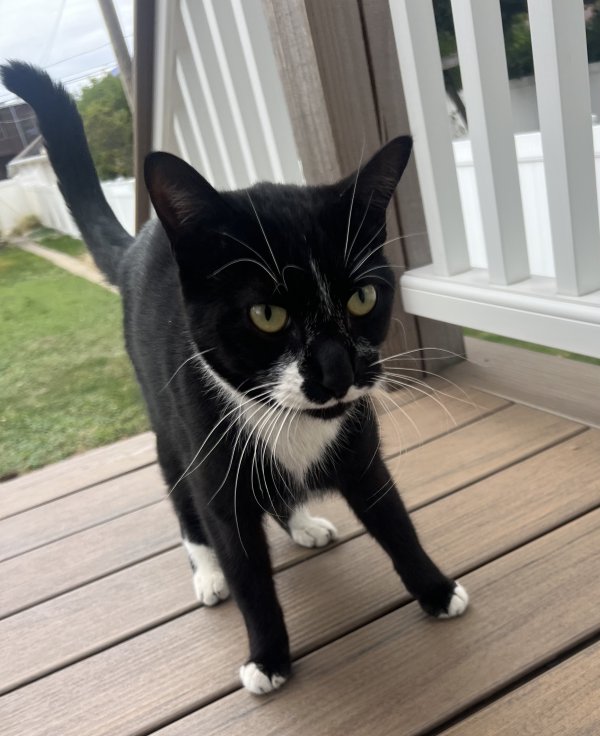 Found Cat in Chicago, IL