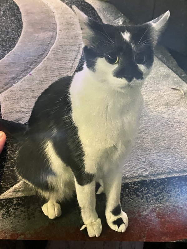 Lost American Shorthair in Illinois