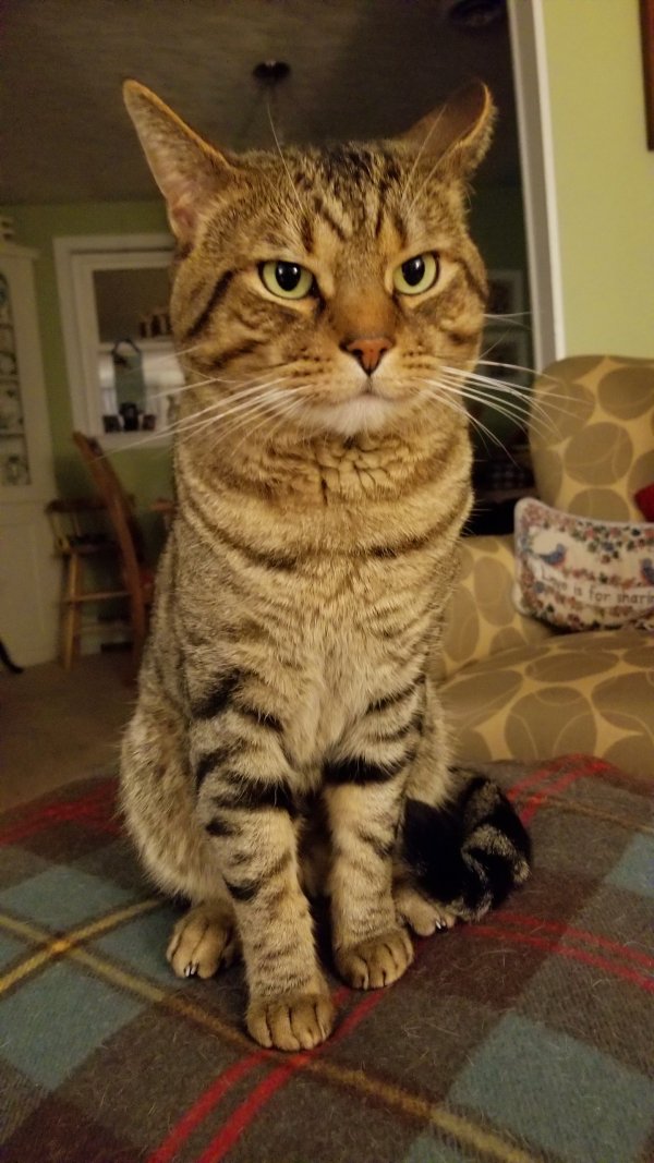 Lost American Shorthair in Natick, MA