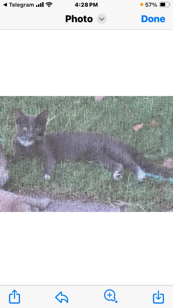 Lost Domestic Short Hair in Phoenix, AZ