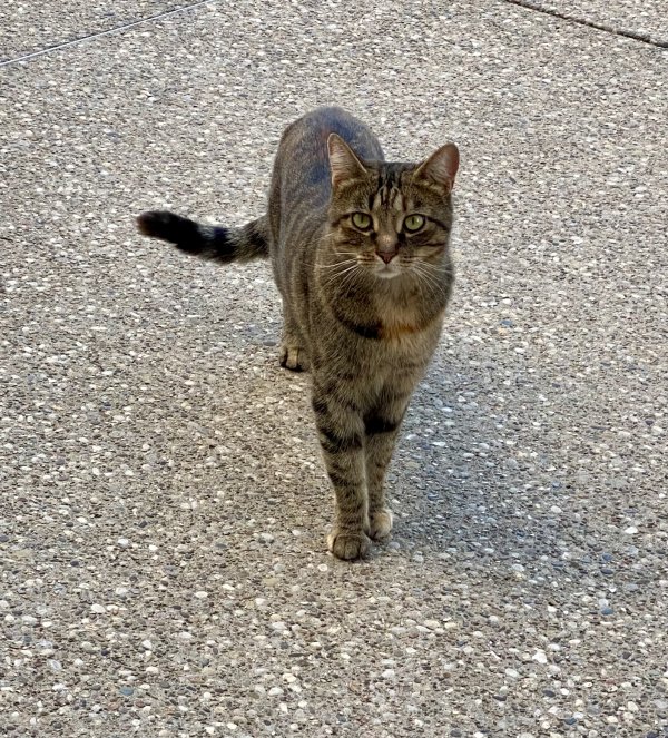 Found American Shorthair in Louisville, Kentucky