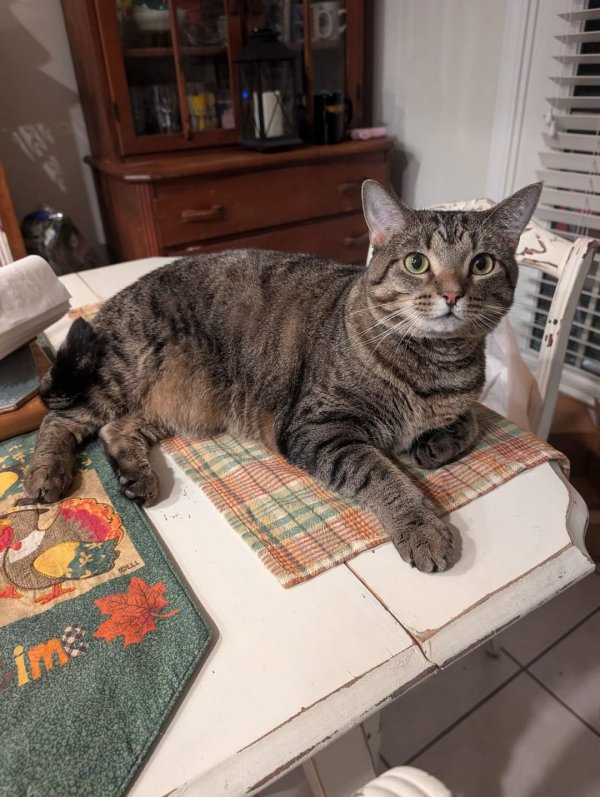 Lost American Shorthair in Jeffersonville, IN