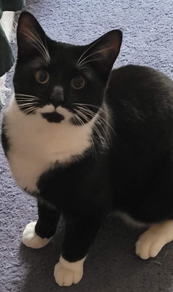 Lost Domestic Short Hair in Windham, NH