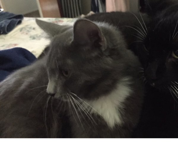 Lost Domestic Long Hair in Brunswick, GA