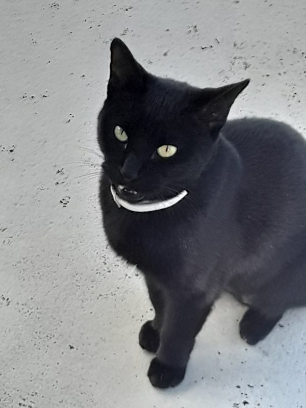 Lost Domestic Short Hair in Deerfield Beach, FL