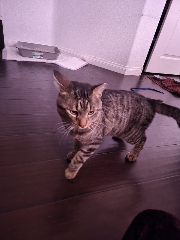 Found Cat in North Las Vegas, NV