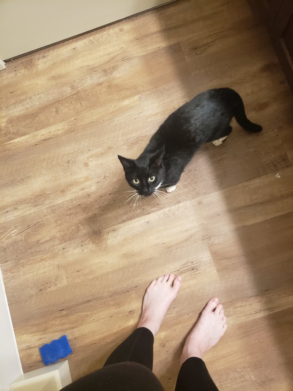 Found Cat in Verona, WI