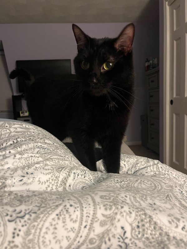 Lost Cat in North Chelmsford, MA