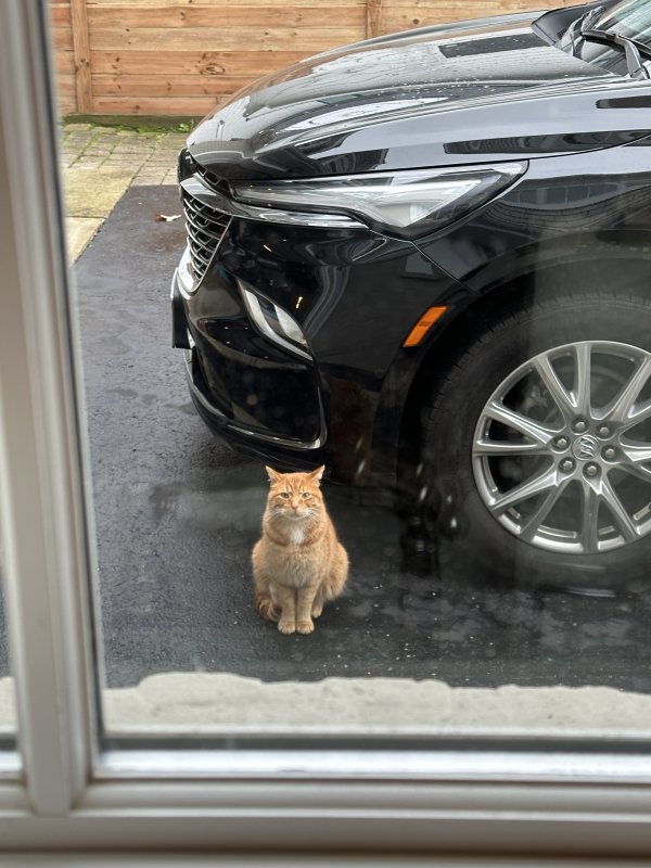 Found Cat in Highland Park, IL