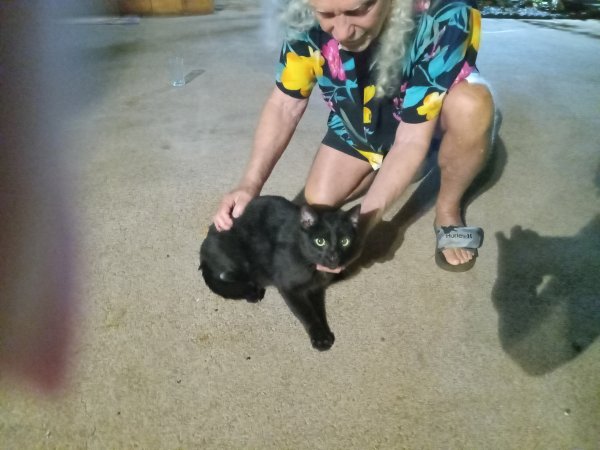 Found Cat in Lahaina, HI