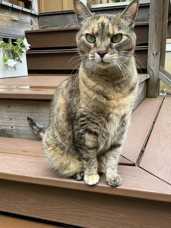 Lost American Shorthair in North Carolina