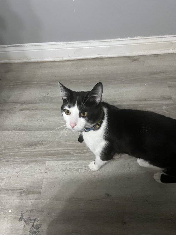 Lost American Shorthair in Chicago, IL